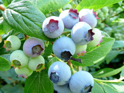 Borovnica Bluecrop