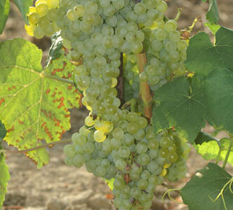 Grožđe Gustoso Romulus