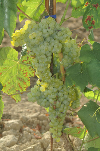 Grožđe Gustoso Romulus