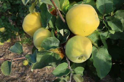 Dunja Krymska Aromatnaja