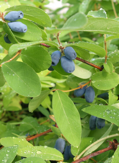 Sibirska borovnica Myberry Farm
