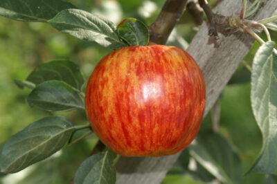 Jabuka Roter Gravensteiner