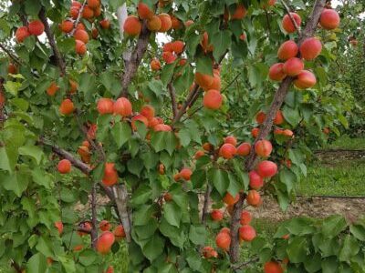 Marelica Sefora Aramis