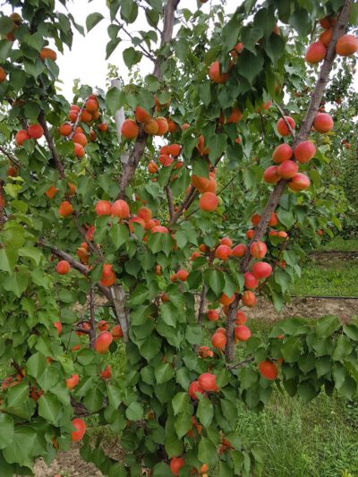 Marelica Sefora Aramis