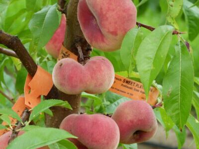 Breskva Sweet Platicarpa
