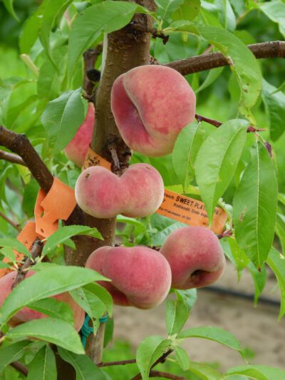 Breskva Sweet Platicarpa