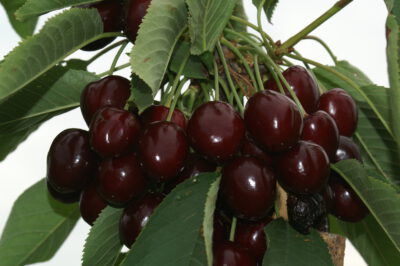 Rezidba voćaka - osnovni principi za početnike