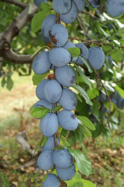 Kako pravilno saditi voćke u proljeće